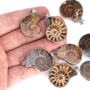 Ammonite