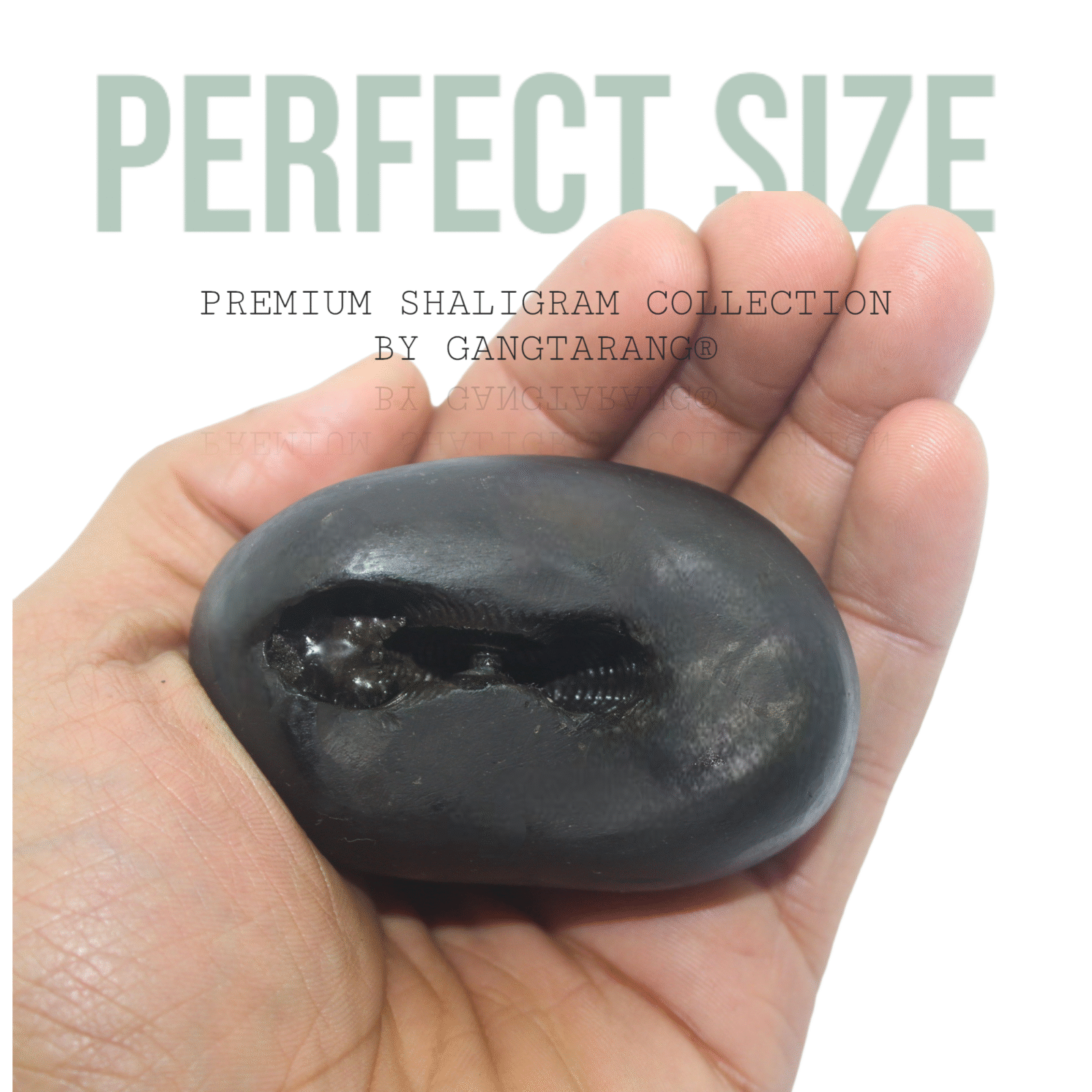 LAKSHMI NARSIMHA SHALIGRAM by Gangtarang®: From Nepal Gandaki River - Image 2