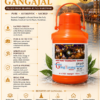 gangajal infographics