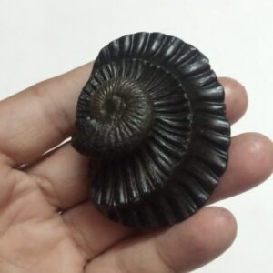 KRISHNA SHALIGRAM