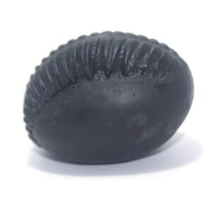 DAMODAR SHALIGRAM SHILA