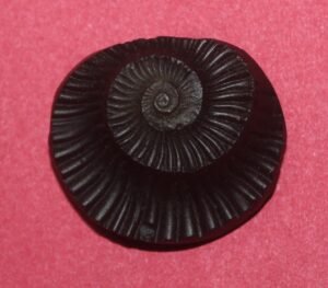 SUDARSHAN SHALIGRAM by Gangtarang®: From Nepal Gandaki River - Image 2