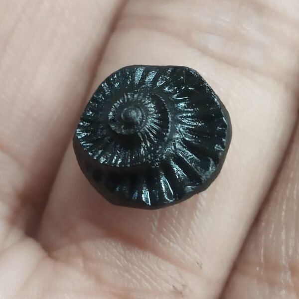 SUDARSHAN SHALIGRAM by Gangtarang®: From Nepal Gandaki River - FOR RING & PENDANT