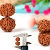 Gauri Shankar Rudraksha from Nepal in detailed view