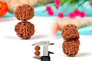Gauri Shankar Rudraksha from Nepal in detailed view