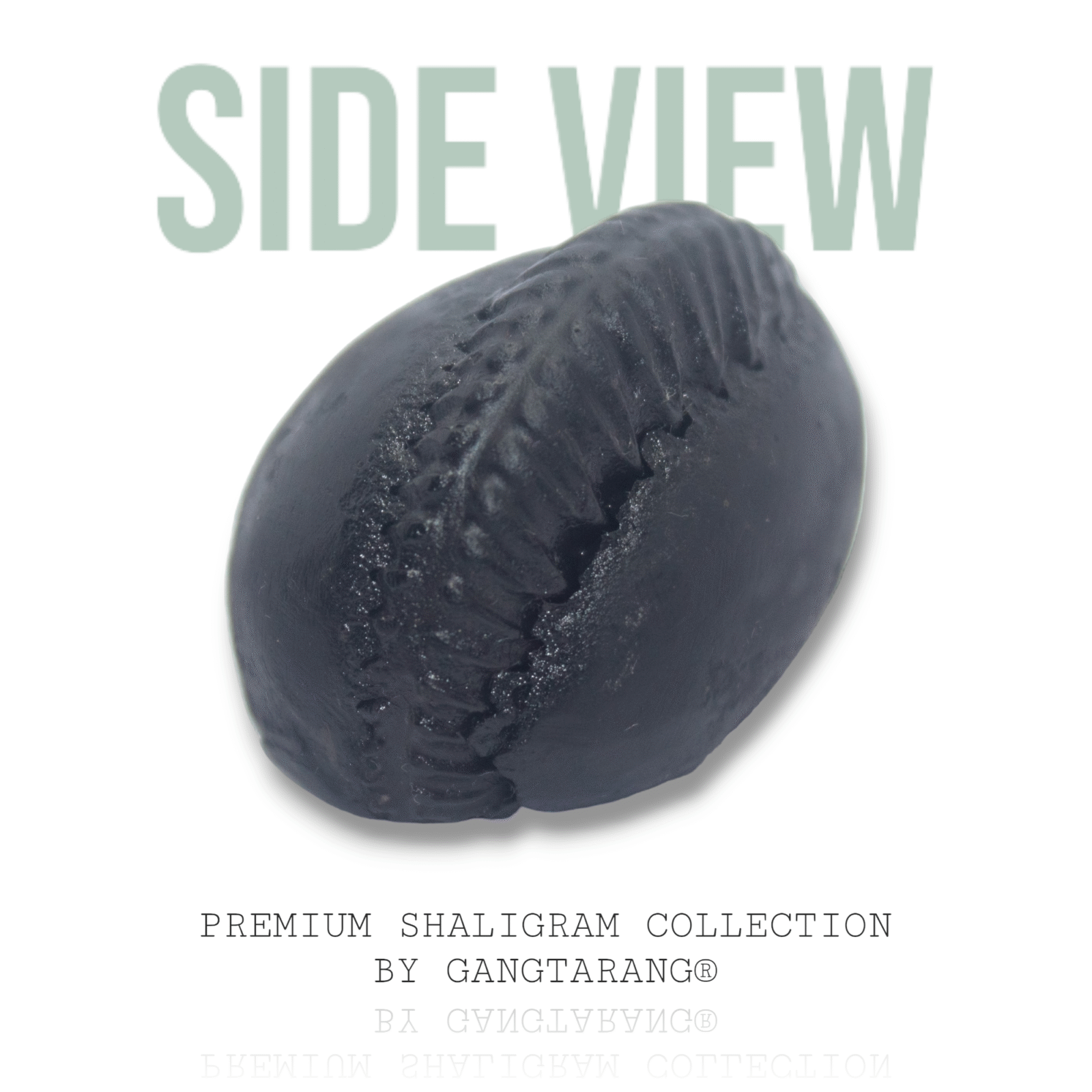 Damodar Shaligram