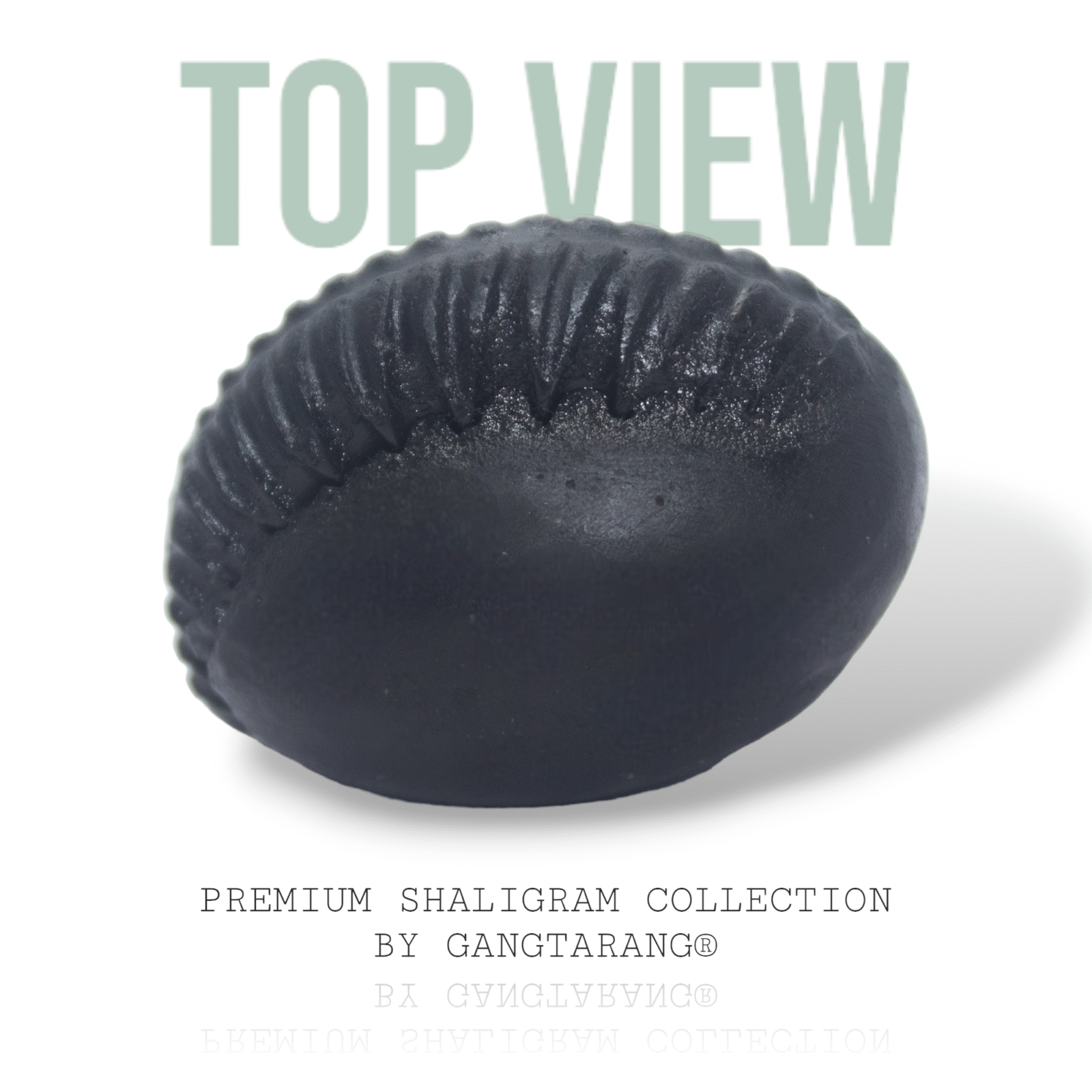 Damodar Shaligram