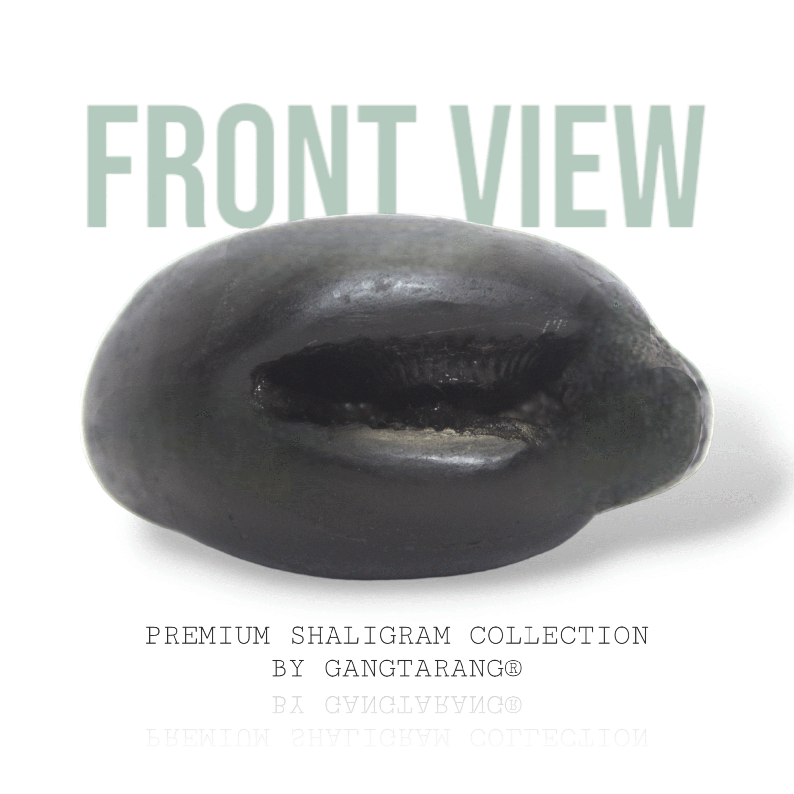 Damodar Shaligram
