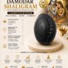 damodar shaligram infographics