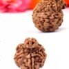 ganesh rudraksha from nepal with detailed three side view