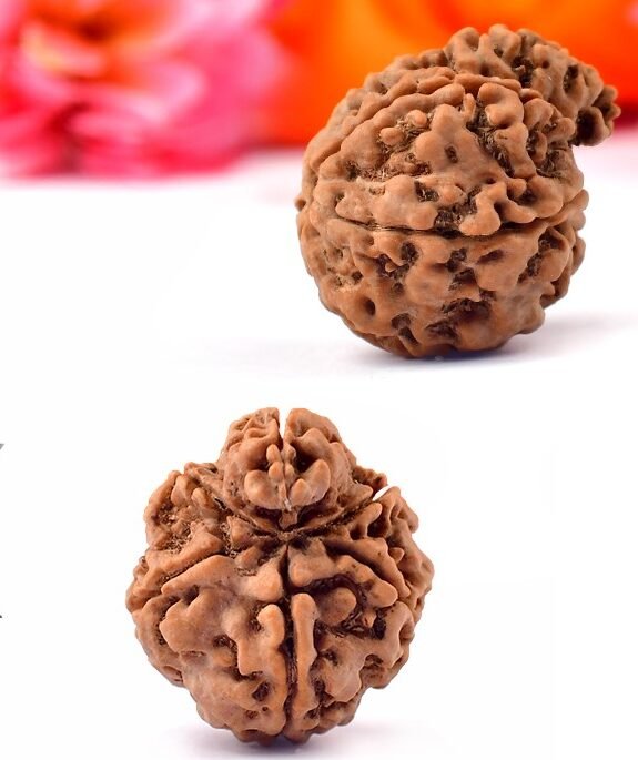 ganesh rudraksha from nepal with detailed three side view