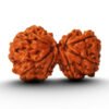 Gauri Shankar Rudraksha from Nepal in detailed view