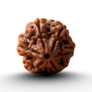rudraksha from nepal with detailed view