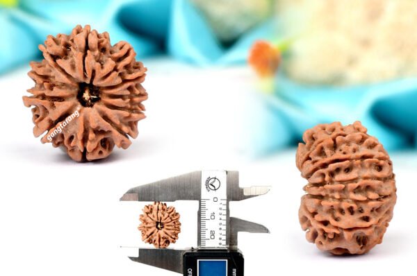 11 mukhi rudraksha from nepal with detailed three side view