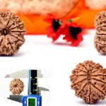 12 MUKHI RUDRAKSHA by Gangtarang®: AAA Quality | with Lab Certificate (Nepal Origin)