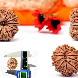 12 mukhi rudraksha from nepal with detailed three side view