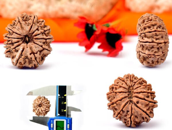 12 mukhi rudraksha from nepal with detailed three side view