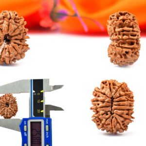 14 mukhi rudraksha from nepal with detailed three side view