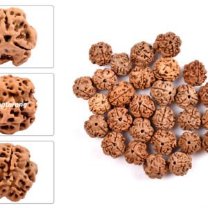 3 mukhi rudraksha from nepal with detailed three side view