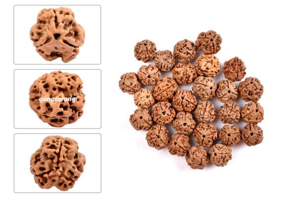 3 mukhi rudraksha from nepal with detailed three side view