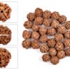 4 mukhi rudraksha from nepal with detailed three side view