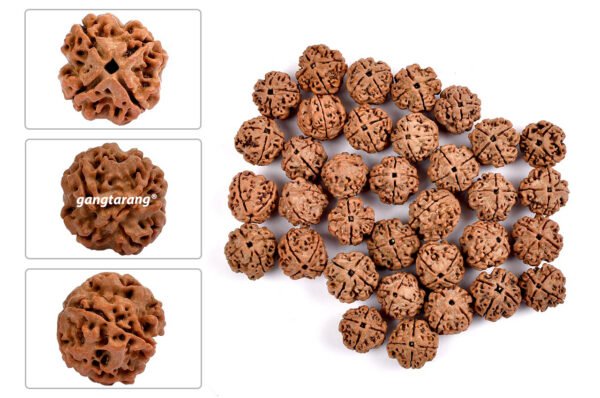 4 mukhi rudraksha from nepal with detailed three side view