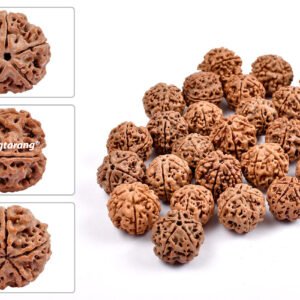 5 mukhi rudraksha from nepal with detailed three side view