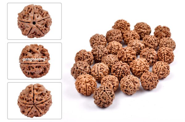 5 mukhi rudraksha from nepal with detailed three side view