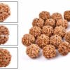 6 mukhi rudraksha from nepal with detailed three side view