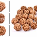 6 MUKHI RUDRAKSHA by Gangtarang®: AAA Quality | with Lab Certificate (Nepal Origin)