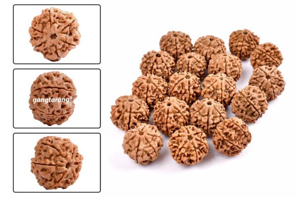 6 mukhi rudraksha from nepal with detailed three side view