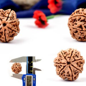 7 mukhi rudraksha from nepal with detailed three side view