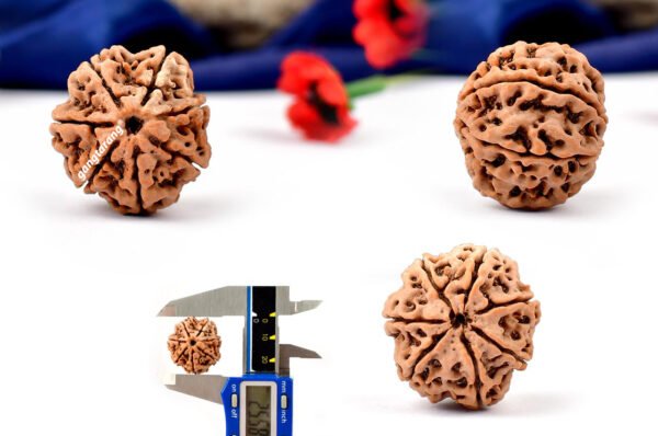 7 mukhi rudraksha from nepal with detailed three side view
