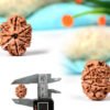 8 mukhi rudraksha from nepal with detailed three side view