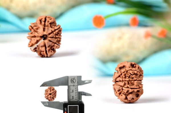 8 mukhi rudraksha from nepal with detailed three side view
