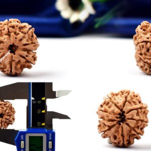 9 mukhi rudraksha from nepal with detailed three side view