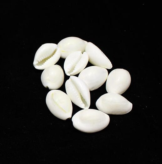 Cowry