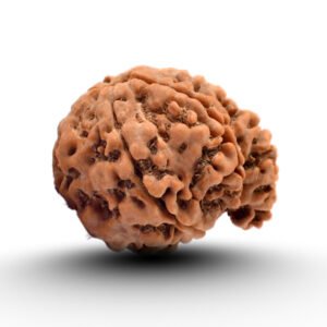 ganesh rudraksha from nepal with detailed view