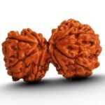 GARBHA GAURI RUDRAKSHA by Gangtarang®: AAA Quality | with Lab Certificate (Nepal Origin)