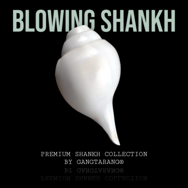 blowing vamavarti shankh gangtarang.com