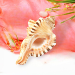 GANESH SHANKH by Gangtarang®: 3 Inch | Elephant Trunk Conch Sea Shell | Sangu