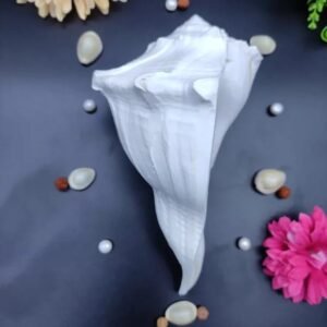 Dakshinavarti Shankh