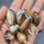 BROWN COWRY SHELLS by Gangtarang®: Kawdi/Kaudi/Cowrie/Decorative Seashell (108 Pieces)