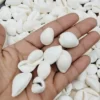 White Cowry