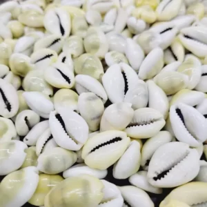 Yellow Cowrie