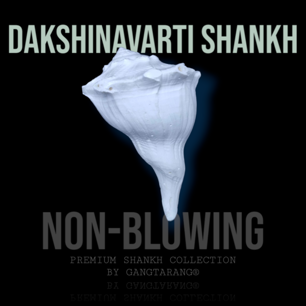 non blowing dakshinavarti shankh gangtarang.com