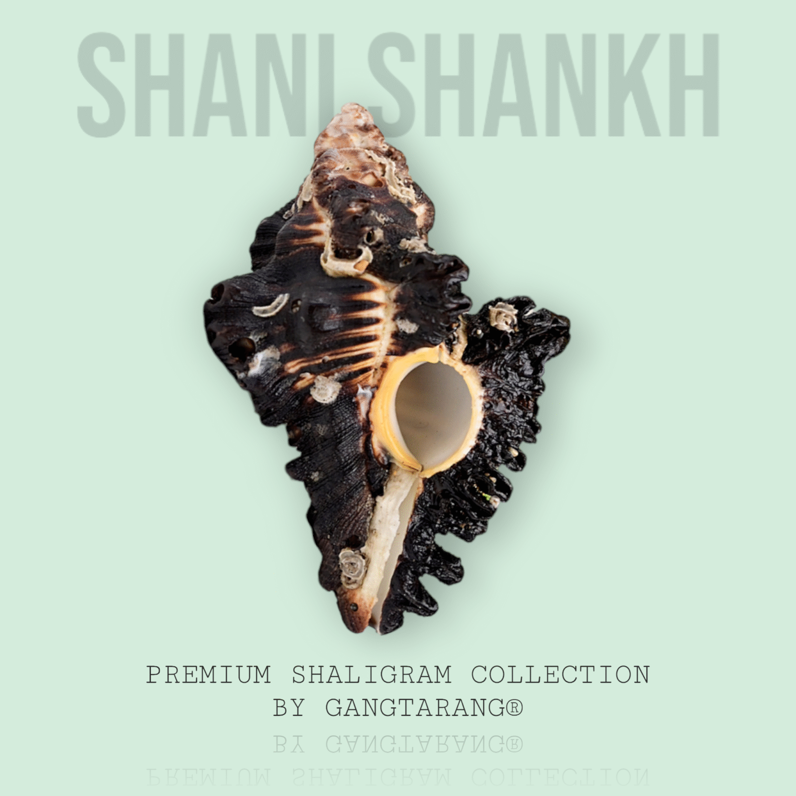 shani shankh gangtarang.com