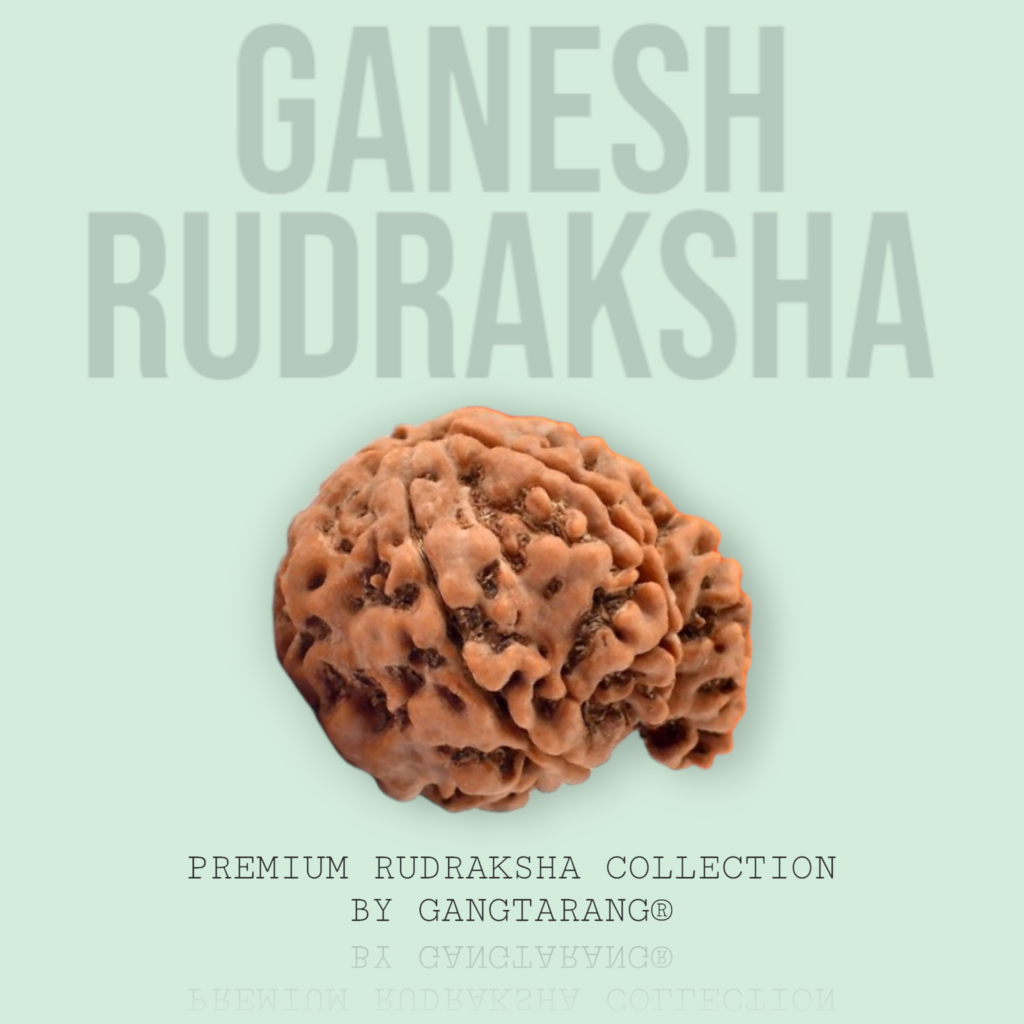 Lord Ganesh Raudra Roop Buy Ganesh Rudraksha – Original & Certified | Gangtarang™
