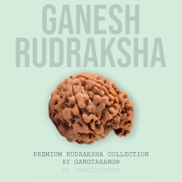 ganesh rudraksha gangtarang.com