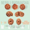 1 to 14 mukhi rudraksha gangtarang.com